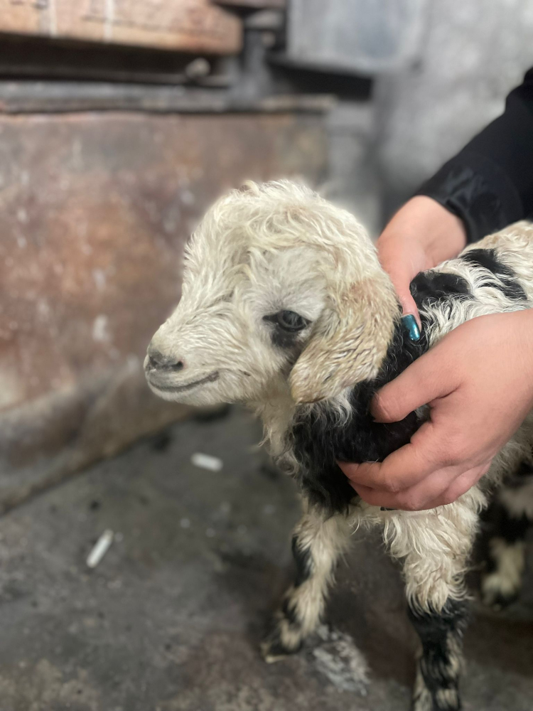 Donmak üzere olan hayvanların imdadına öğretmenler yetişti